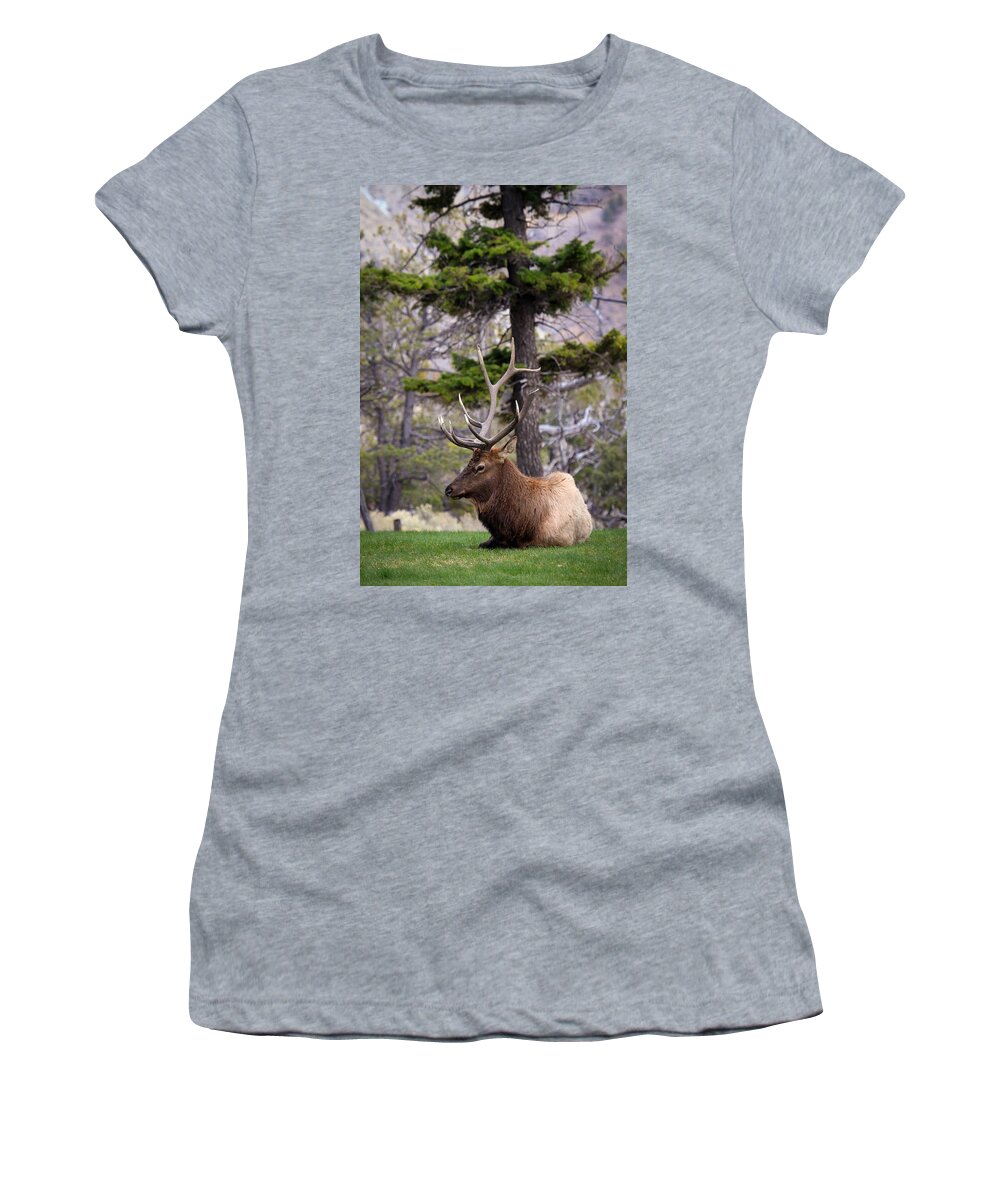 Bull Elk Women's T-Shirt featuring the photograph On The Grass by Steve McKinzie