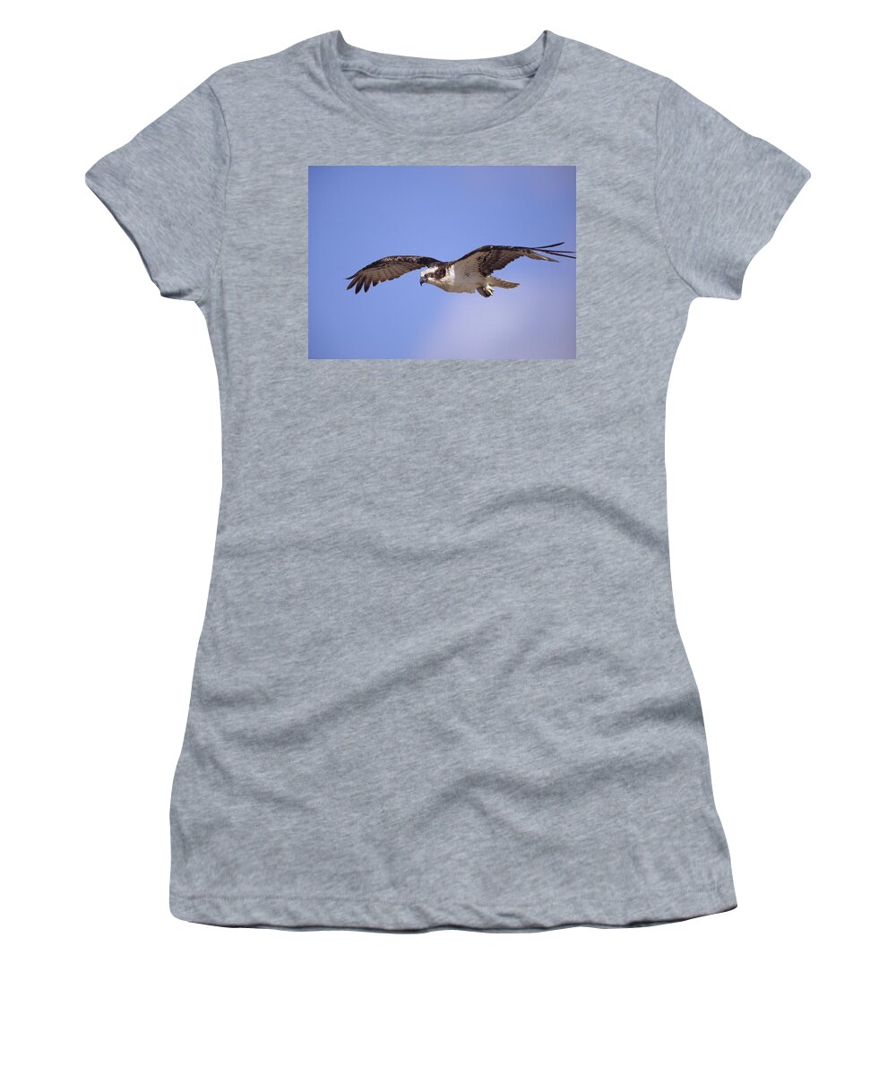 00176575 Women's T-Shirt featuring the photograph Osprey Flying North America by Tim Fitzharris