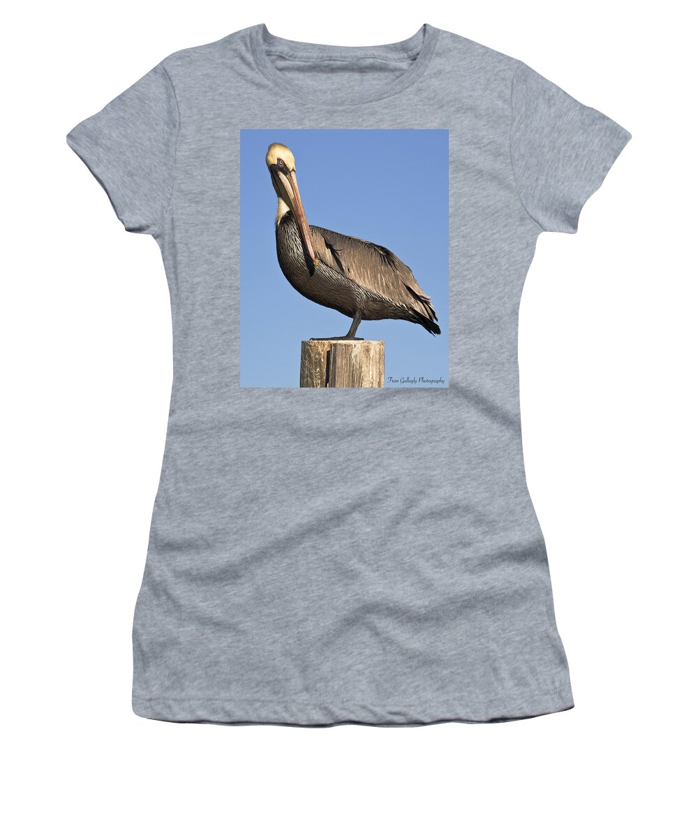 Florida Women's T-Shirt featuring the photograph Proud Pelican by Fran Gallogly
