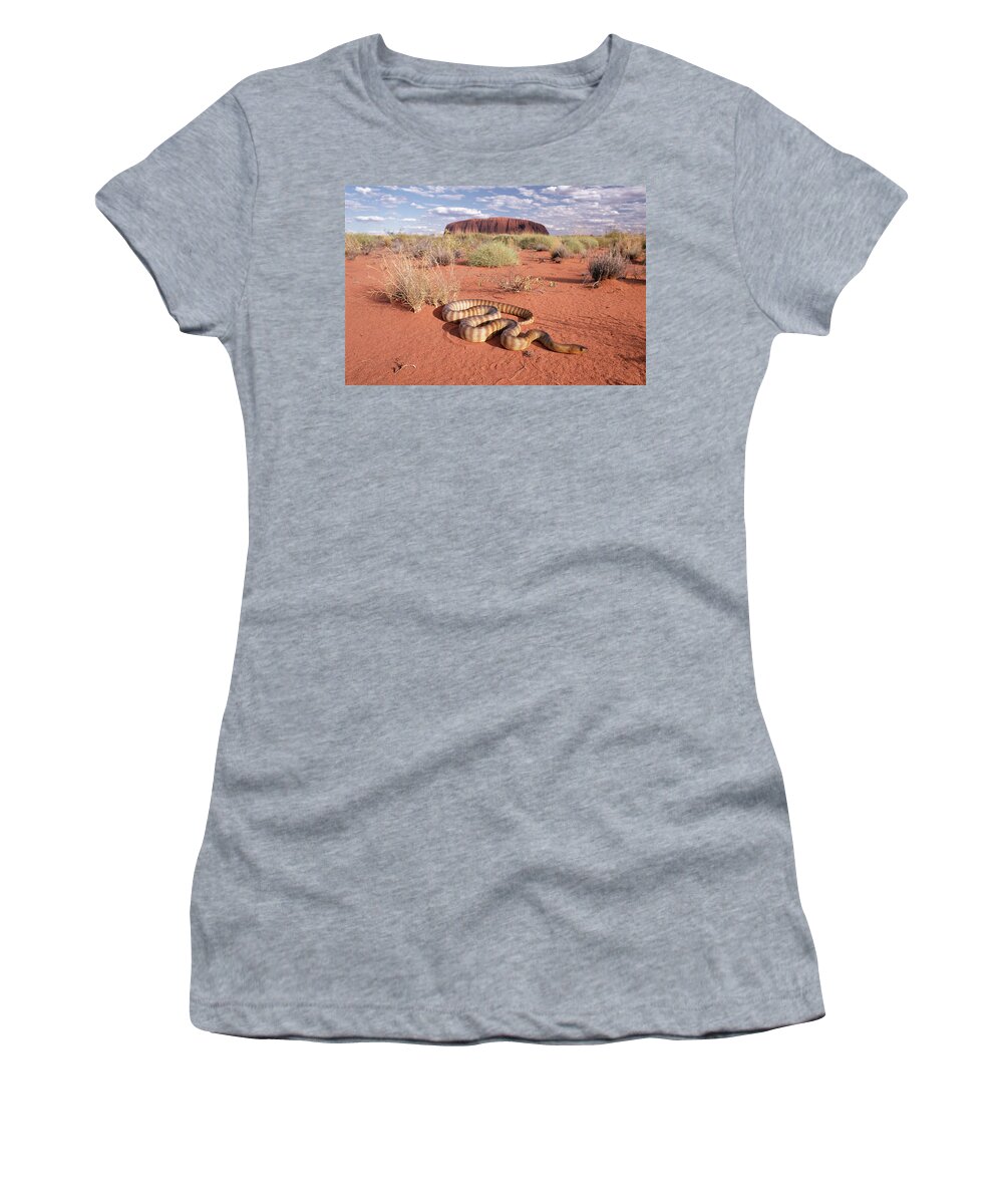 Mp Women's T-Shirt featuring the photograph Ramsays Python Aspidites Ramsayi by Michael & Patricia Fogden