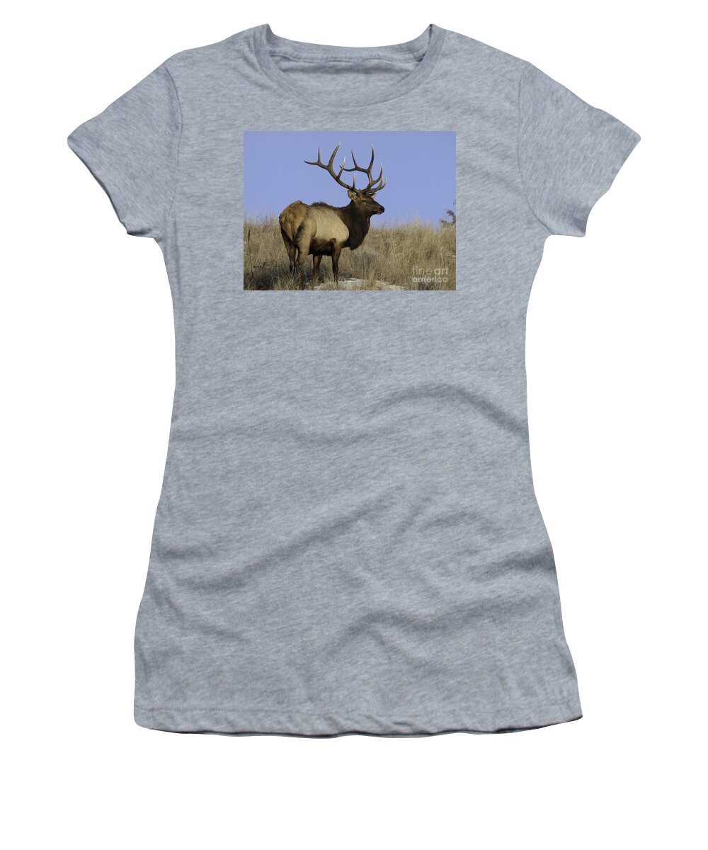 Elk Photographs Women's T-Shirt featuring the photograph Regal by Greg Jones