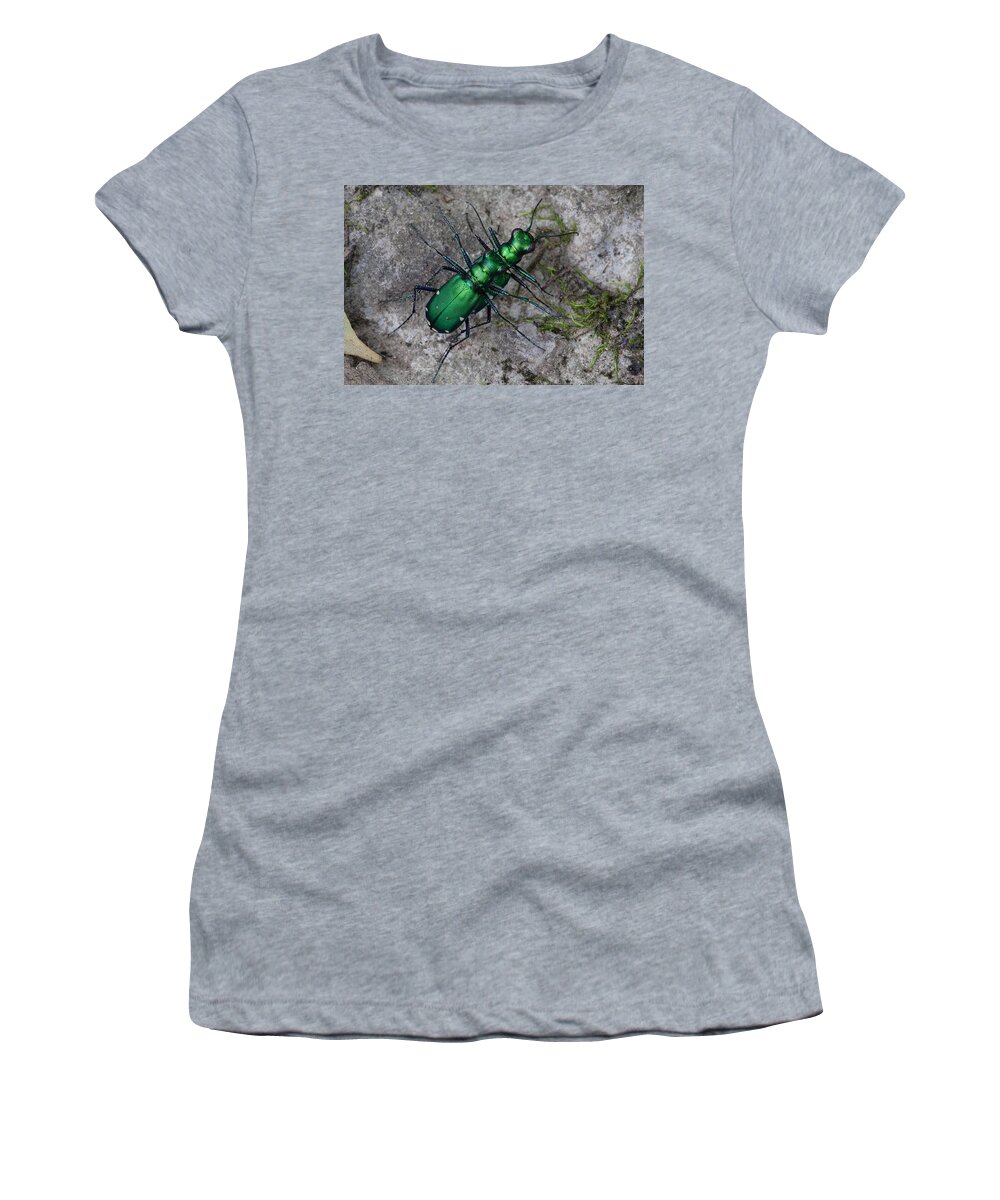 Cicindela Sexguttata Women's T-Shirt featuring the photograph Six-Spotted Tiger Beetles Copulating by Daniel Reed