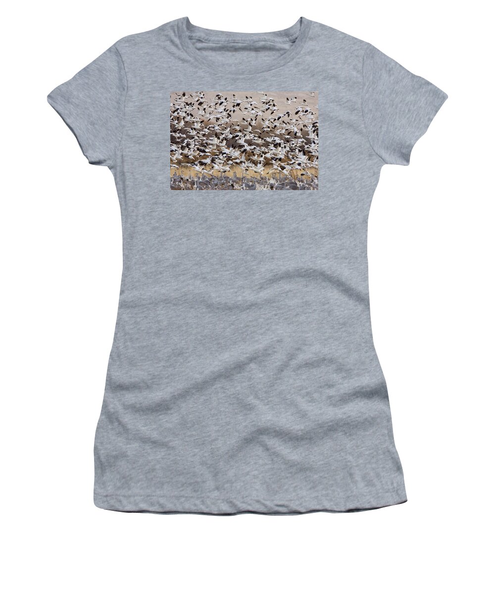 00465740 Women's T-Shirt featuring the photograph Snow Geese Taking Flight With Sandhill by Sebastian Kennerknecht