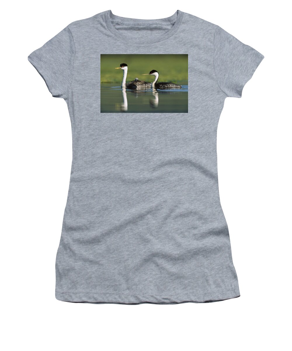 00171959 Women's T-Shirt featuring the photograph Western Grebe Couple With One Parent by Tim Fitzharris