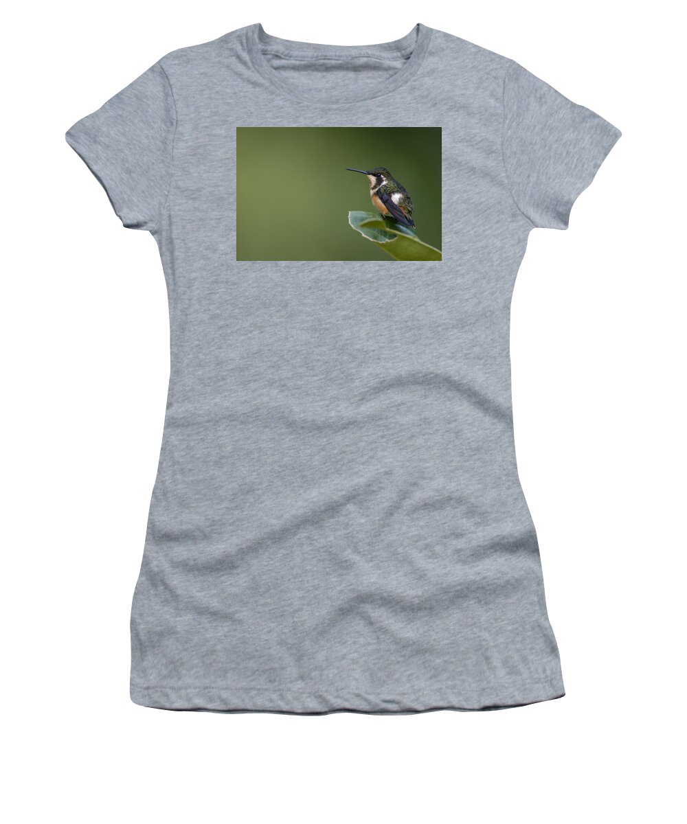 Mp Women's T-Shirt featuring the photograph White-bellied Woodstar Chaetocercus by Pete Oxford