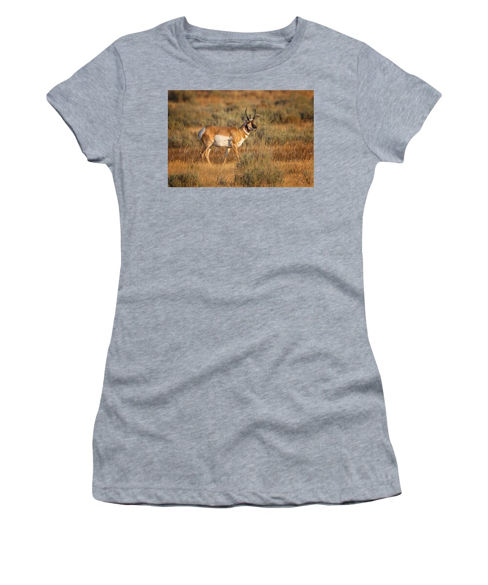 2012 Women's T-Shirt featuring the photograph Wyoming Pronghorn by Ronald Lutz