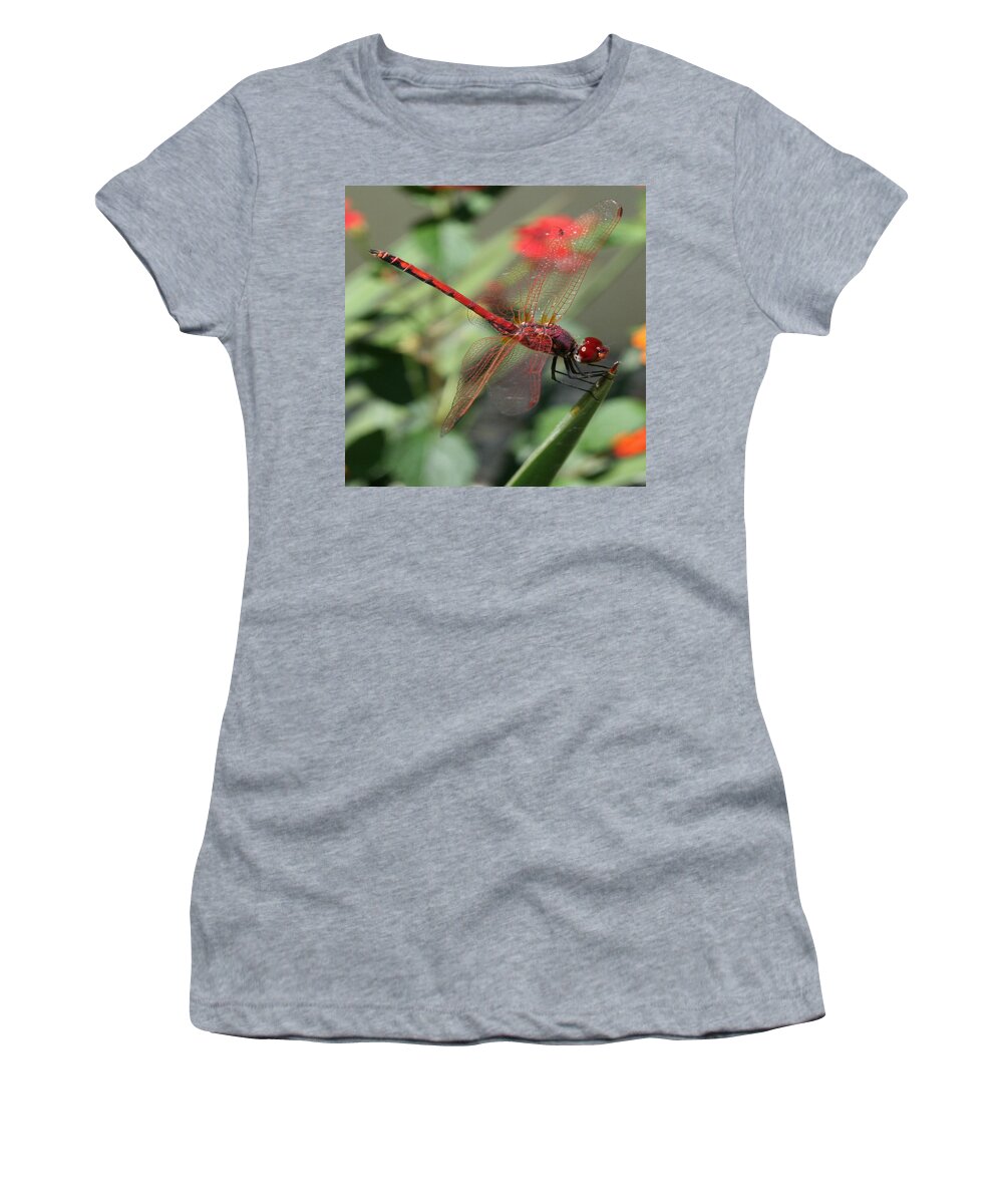 Red Women's T-Shirt featuring the photograph 	 Red Male Skimmer or Firecracker Dragonfly by Taiche Acrylic Art