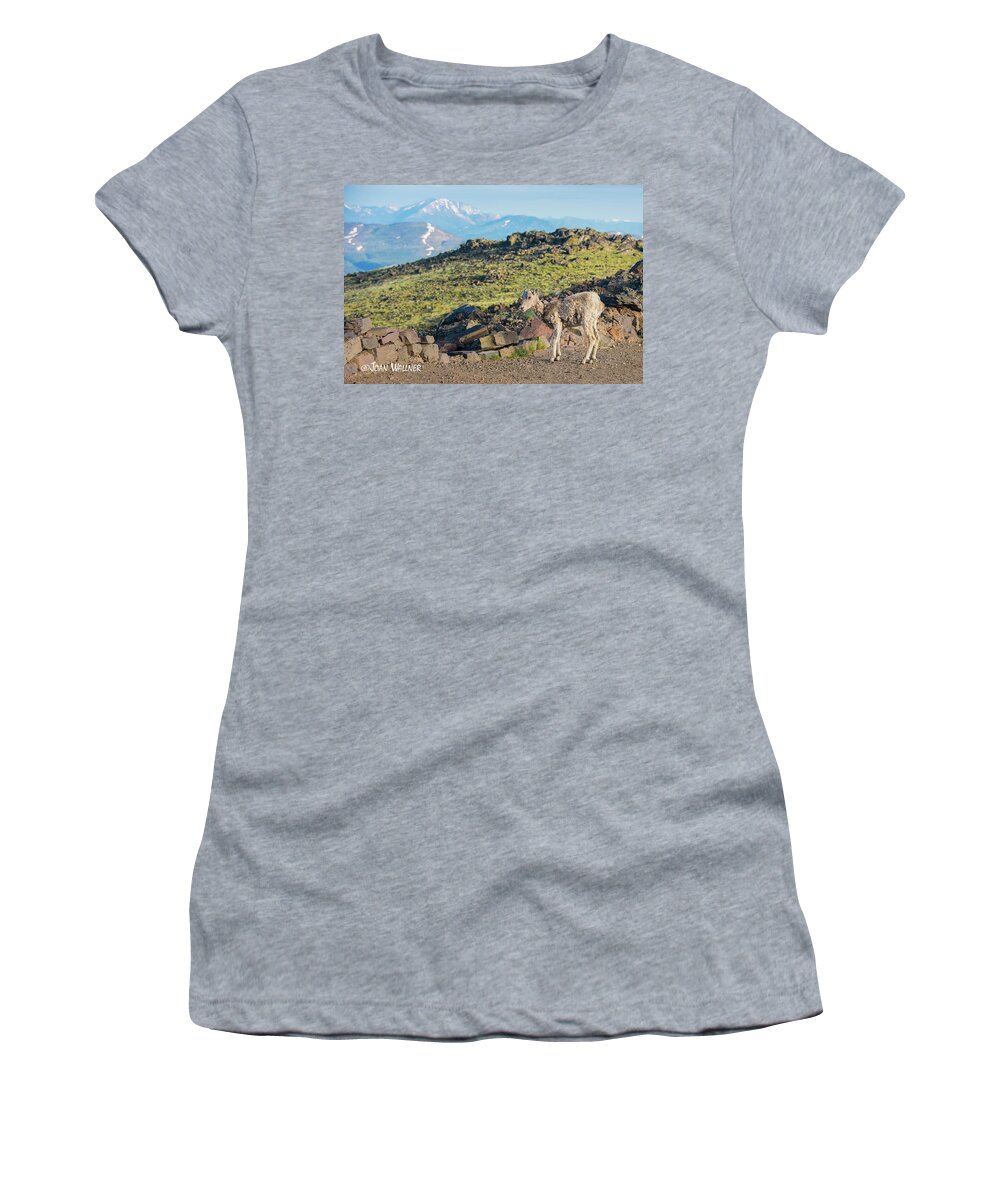 Big Horn Sheep Women's T-Shirt featuring the photograph Baby Big Horn Sheep #1 by Joan Wallner