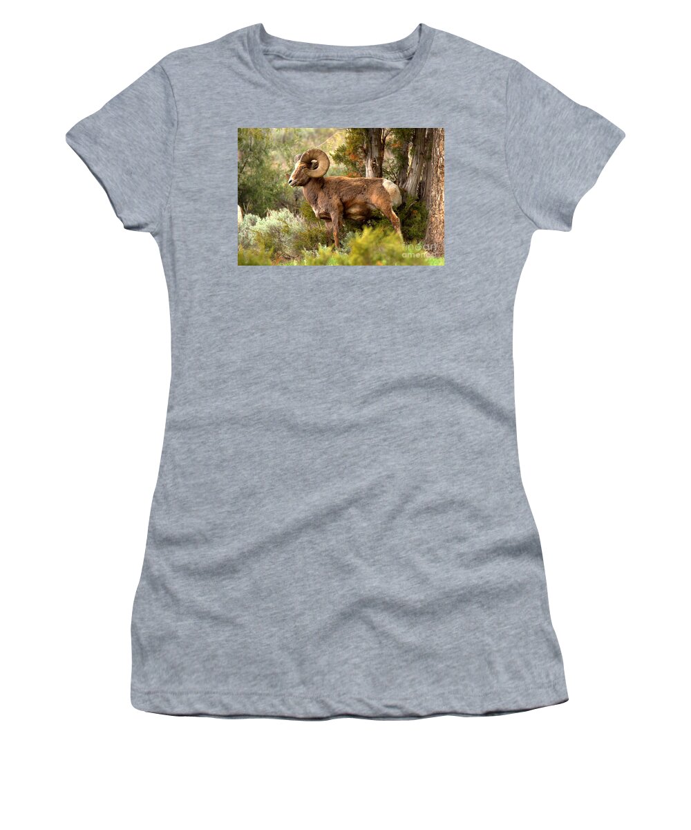 Bighorn Women's T-Shirt featuring the photograph Bighorn In The Lamar Valley Forest #1 by Adam Jewell