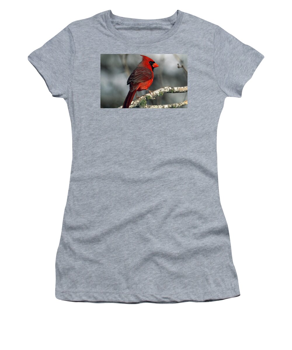 Cardinal Women's T-Shirt featuring the photograph Cardinal #1 by Jackie Russo