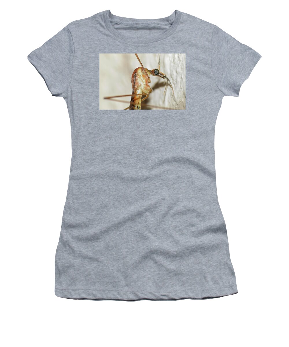 Photograph Women's T-Shirt featuring the photograph Crane Fly #1 by Larah McElroy