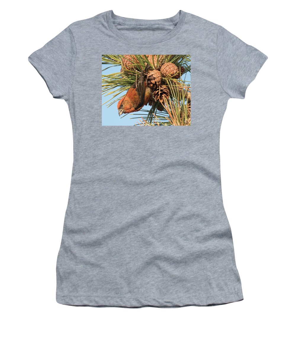 Bird Women's T-Shirt featuring the photograph Crossbill #1 by Judd Nathan