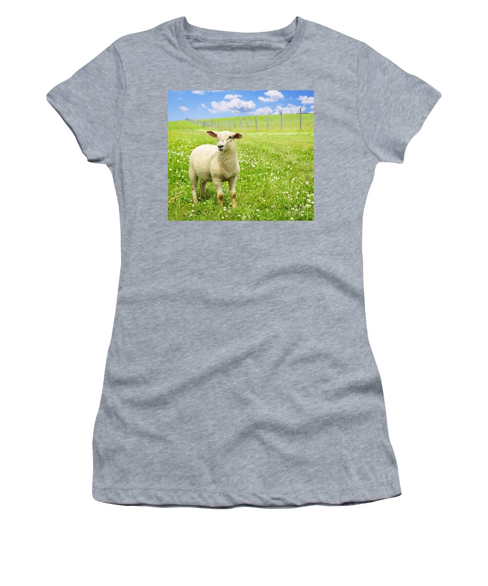 Sheep Women's T-Shirt featuring the photograph Cute young sheep 1 by Elena Elisseeva