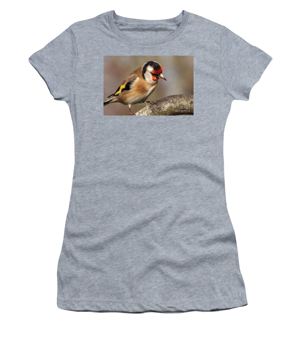 Goldfinch Women's T-Shirt featuring the photograph European goldfinch bird close up  #9 by Simon Bratt