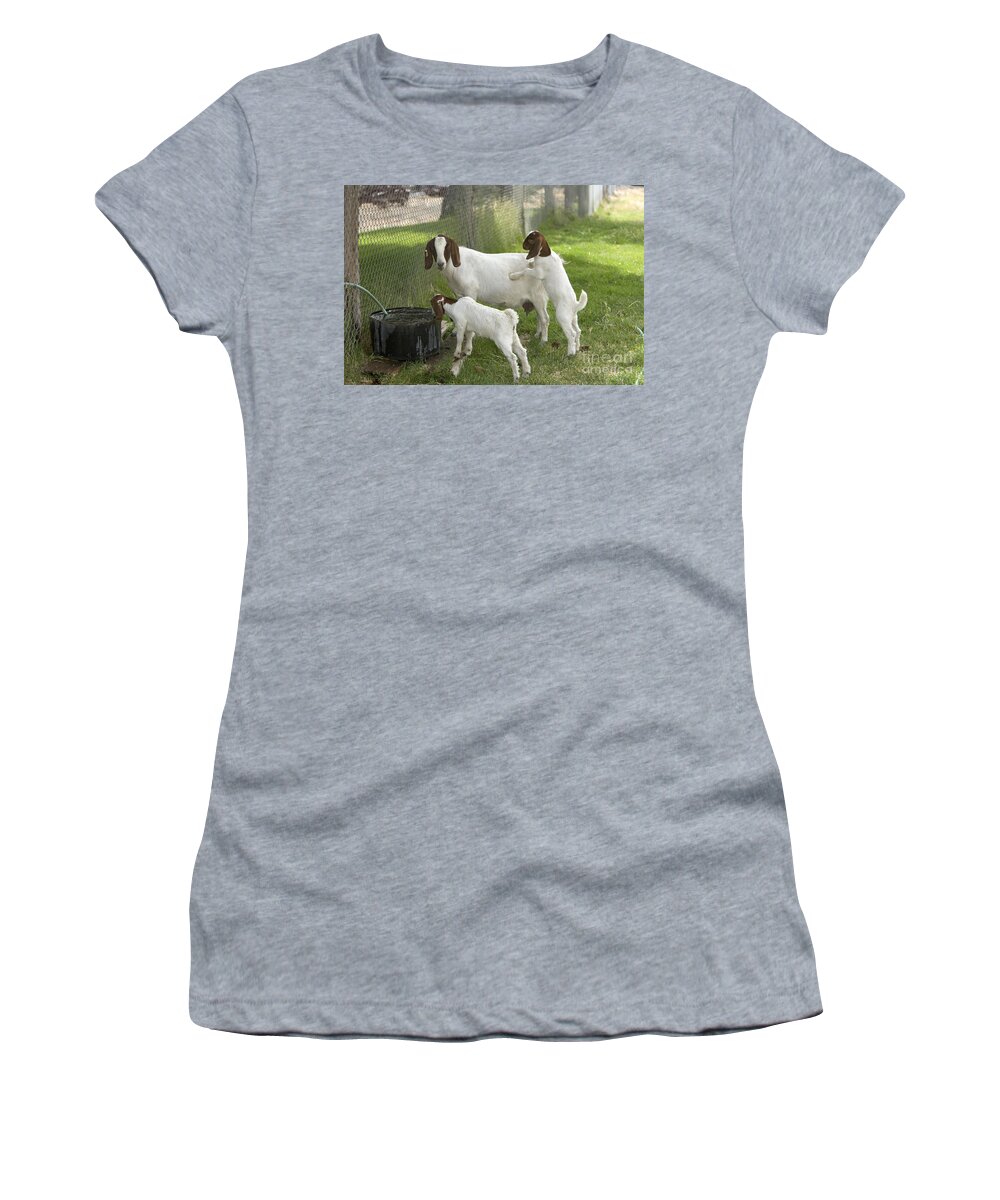 Boer Goat Women's T-Shirt featuring the photograph Goat With Kids by Inga Spence