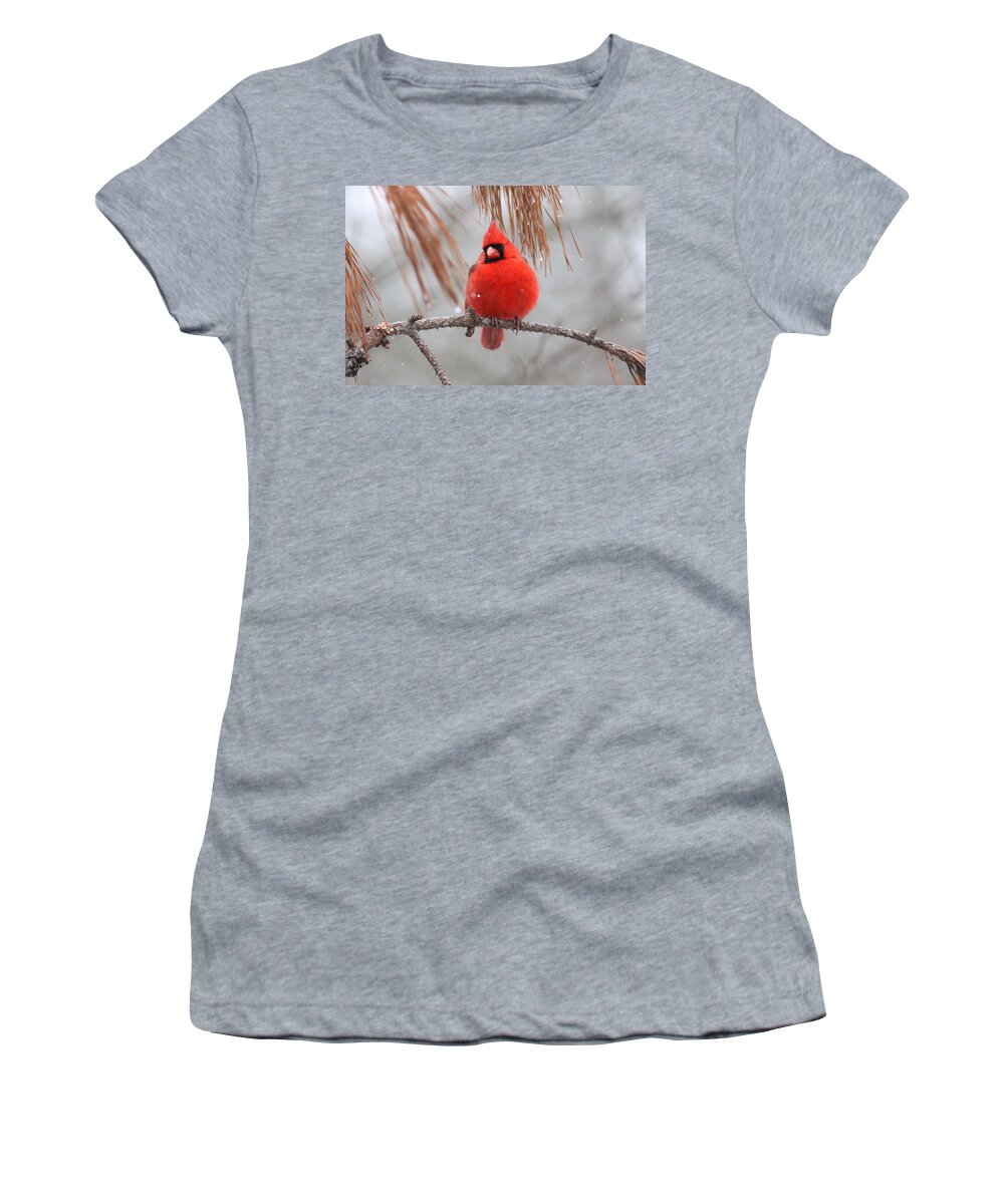 Northern Cardinal Women's T-Shirt featuring the photograph IMG_6433-002 - Northern Cardinal #1 by Travis Truelove