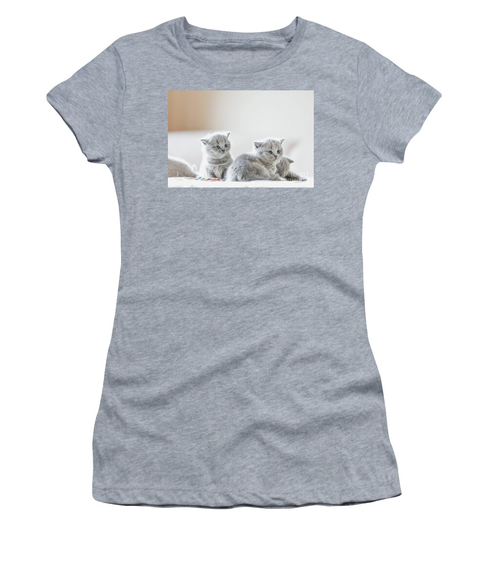 Kitten Women's T-Shirt featuring the photograph Litter of kittens in home. British Shorthairs #1 by Michal Bednarek