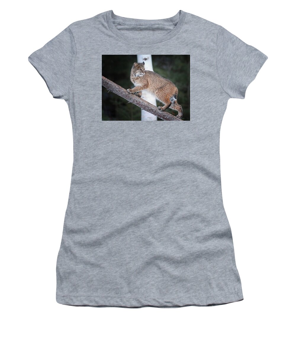 Bobcat Women's T-Shirt featuring the photograph Looking Back #1 by Duane Cross