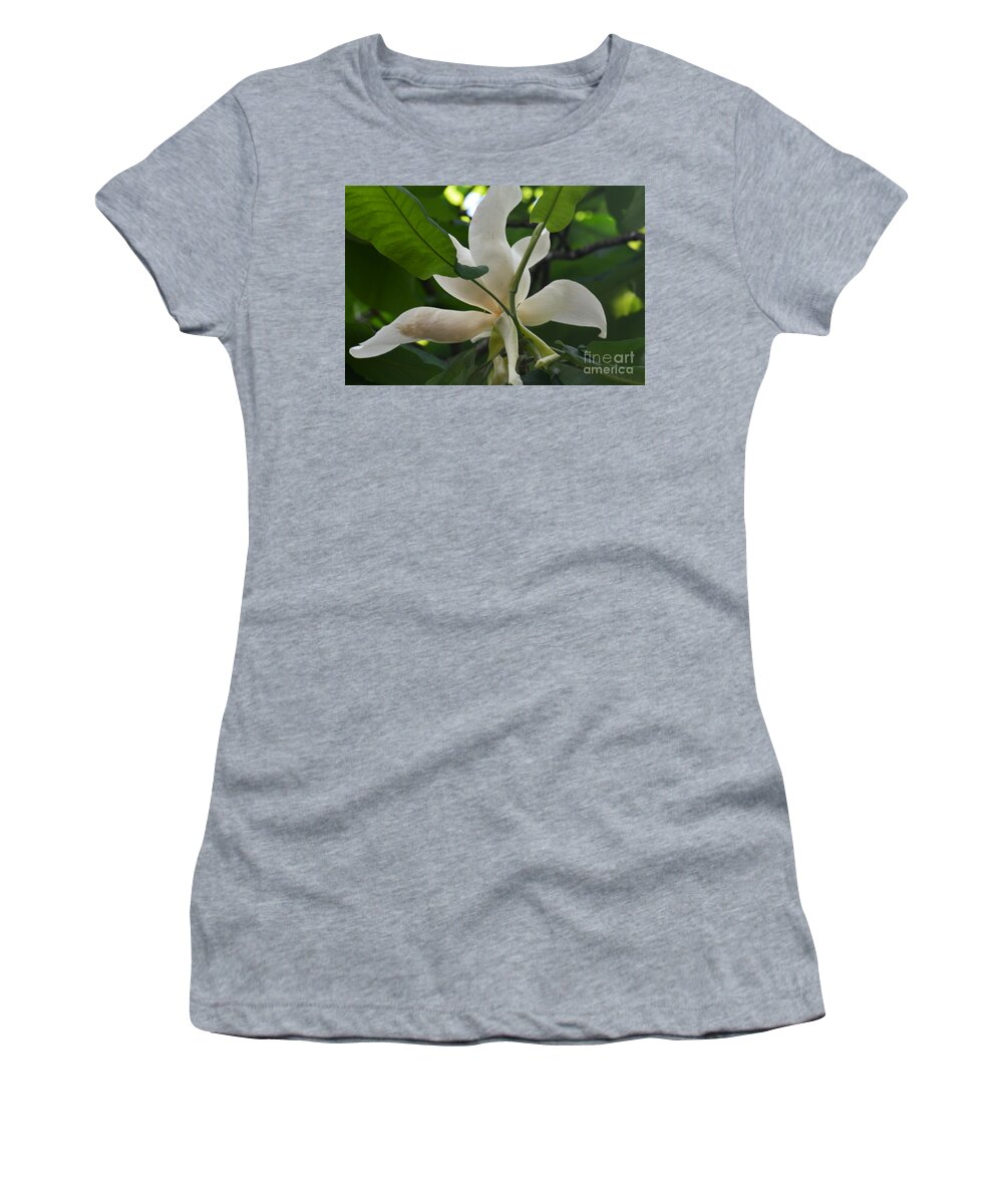 Magnolia Macrophylla Women's T-Shirt featuring the photograph Magnolia macrophylla #1 by Maria Urso