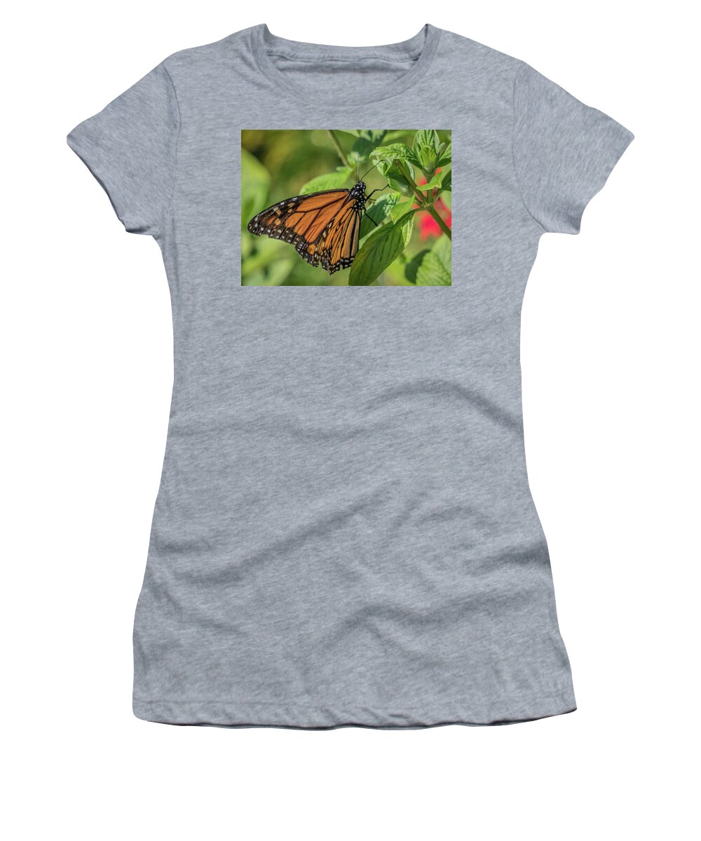 Florida Women's T-Shirt featuring the photograph Monarch #1 by Jane Luxton