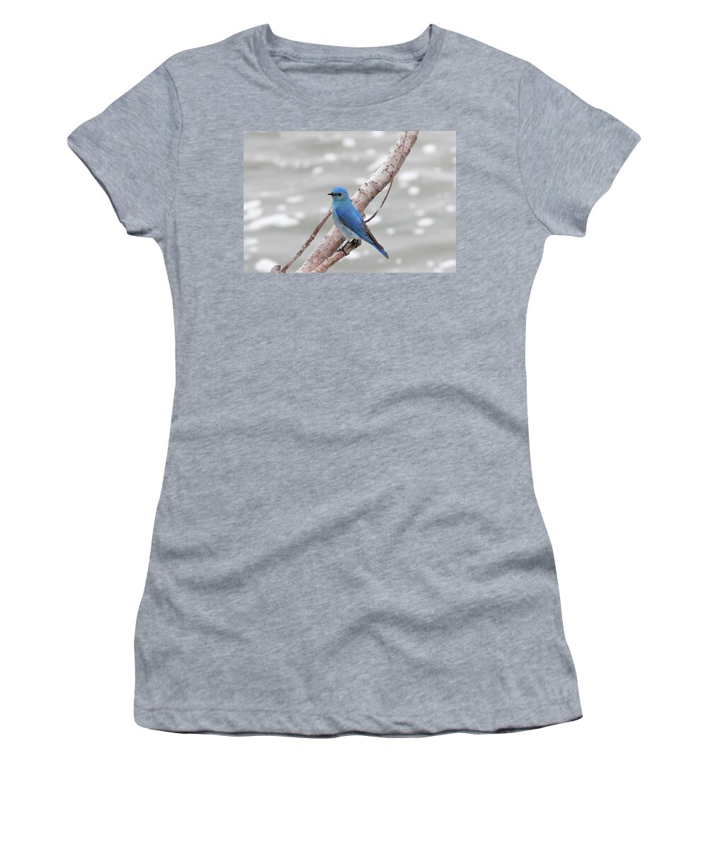 Bird Women's T-Shirt featuring the photograph Mountain Blue Bird #1 by Ronnie And Frances Howard