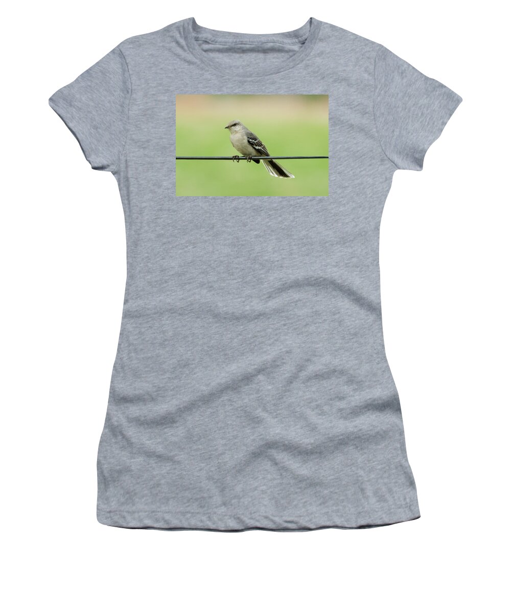Bird Women's T-Shirt featuring the photograph Northern Mockingbird by Holden The Moment
