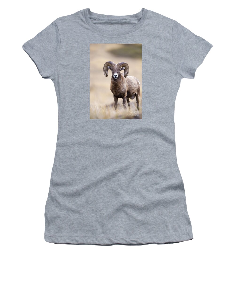 Sheep Women's T-Shirt featuring the photograph Ram Tough #1 by Douglas Kikendall