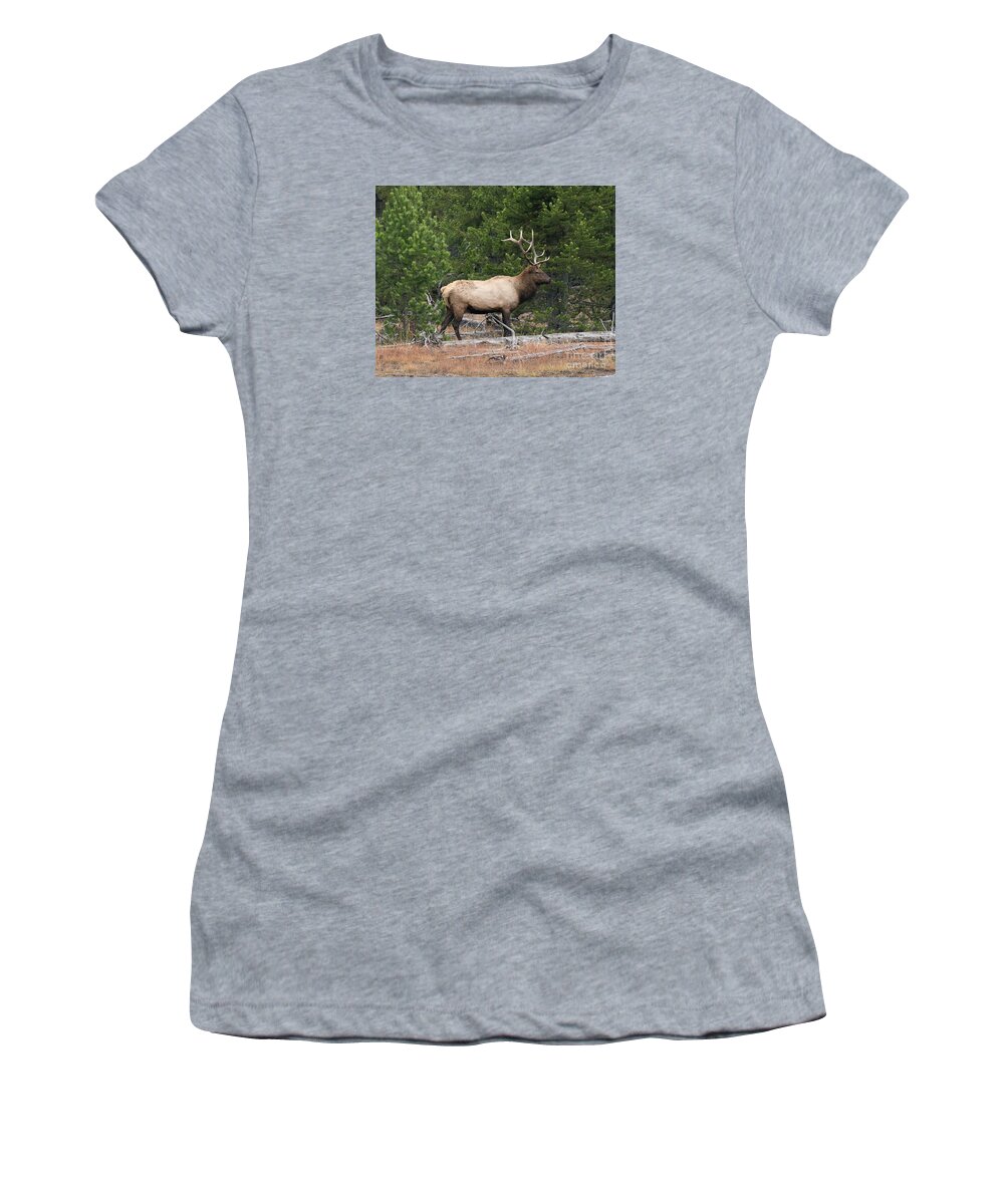 Mammal Women's T-Shirt featuring the photograph Wapiti #2 by Dennis Hammer