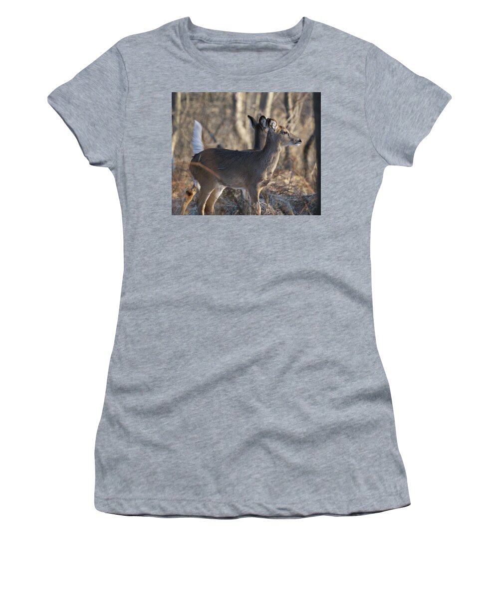 Animal Women's T-Shirt featuring the photograph Wild Deer #1 by Paul Ross