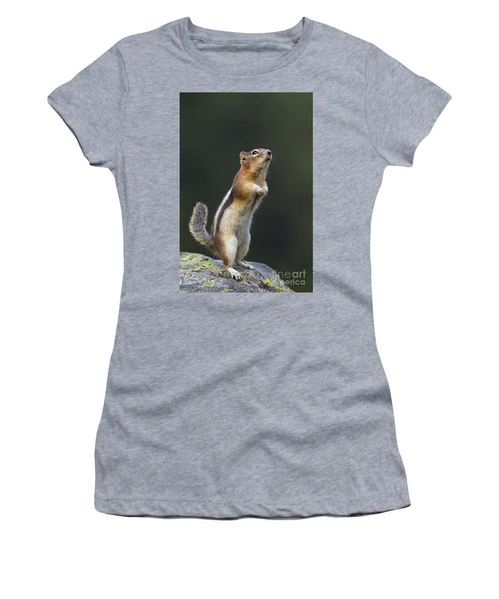 Golden-mantled Ground Squirrel Women's T-Shirt featuring the photograph Golden-Mantled Ground Squirrel #2 by Arterra Picture Library
