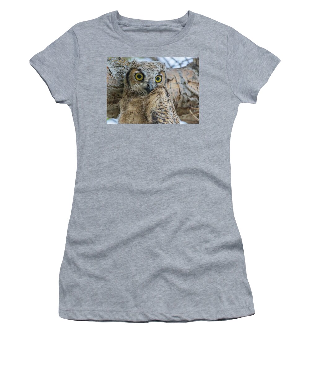 California Women's T-Shirt featuring the photograph Juvenile Great Horned Owl #2 by Marc Crumpler