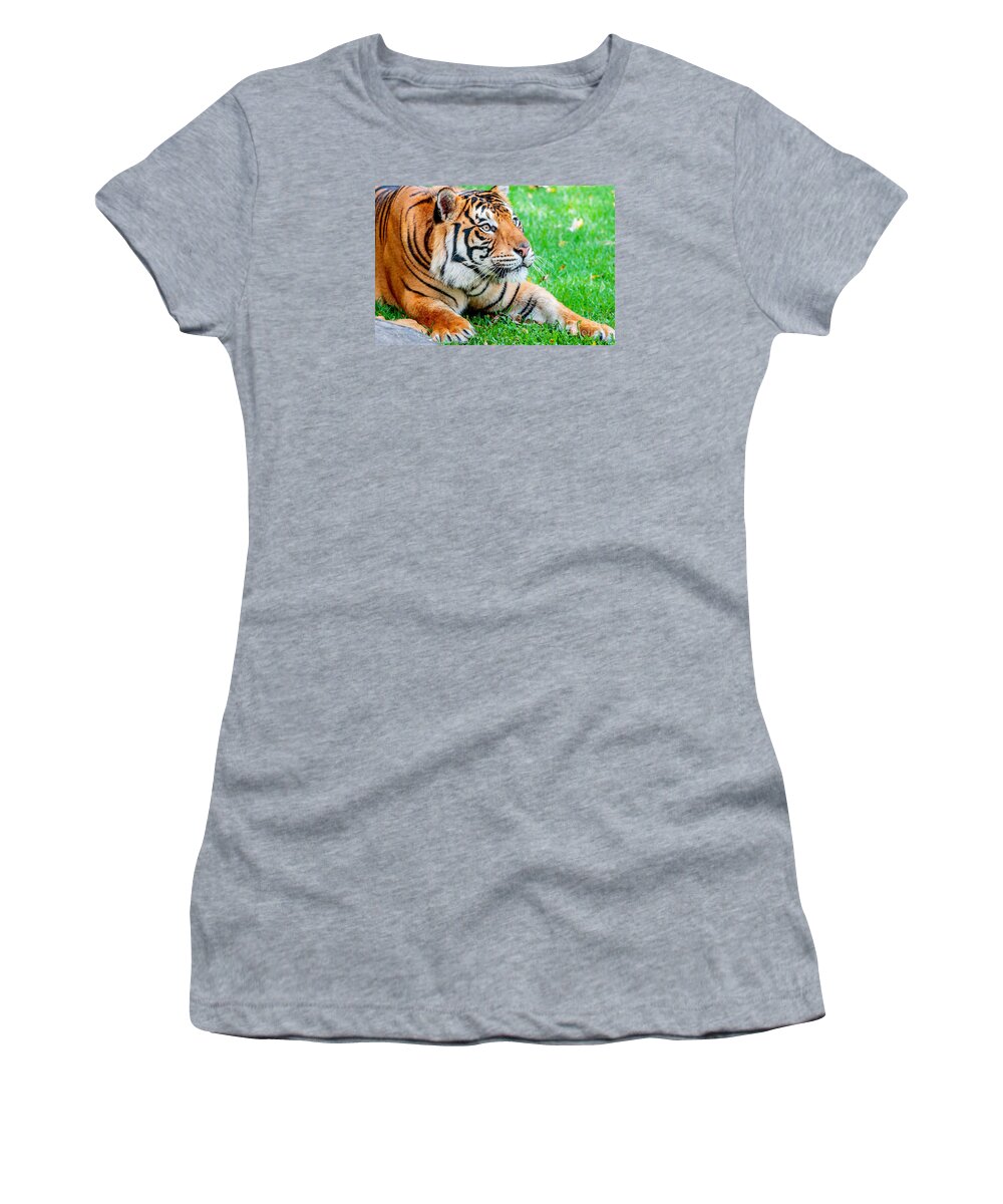 Animal Women's T-Shirt featuring the photograph Pre-pounce Tiger #2 by Ray Shiu