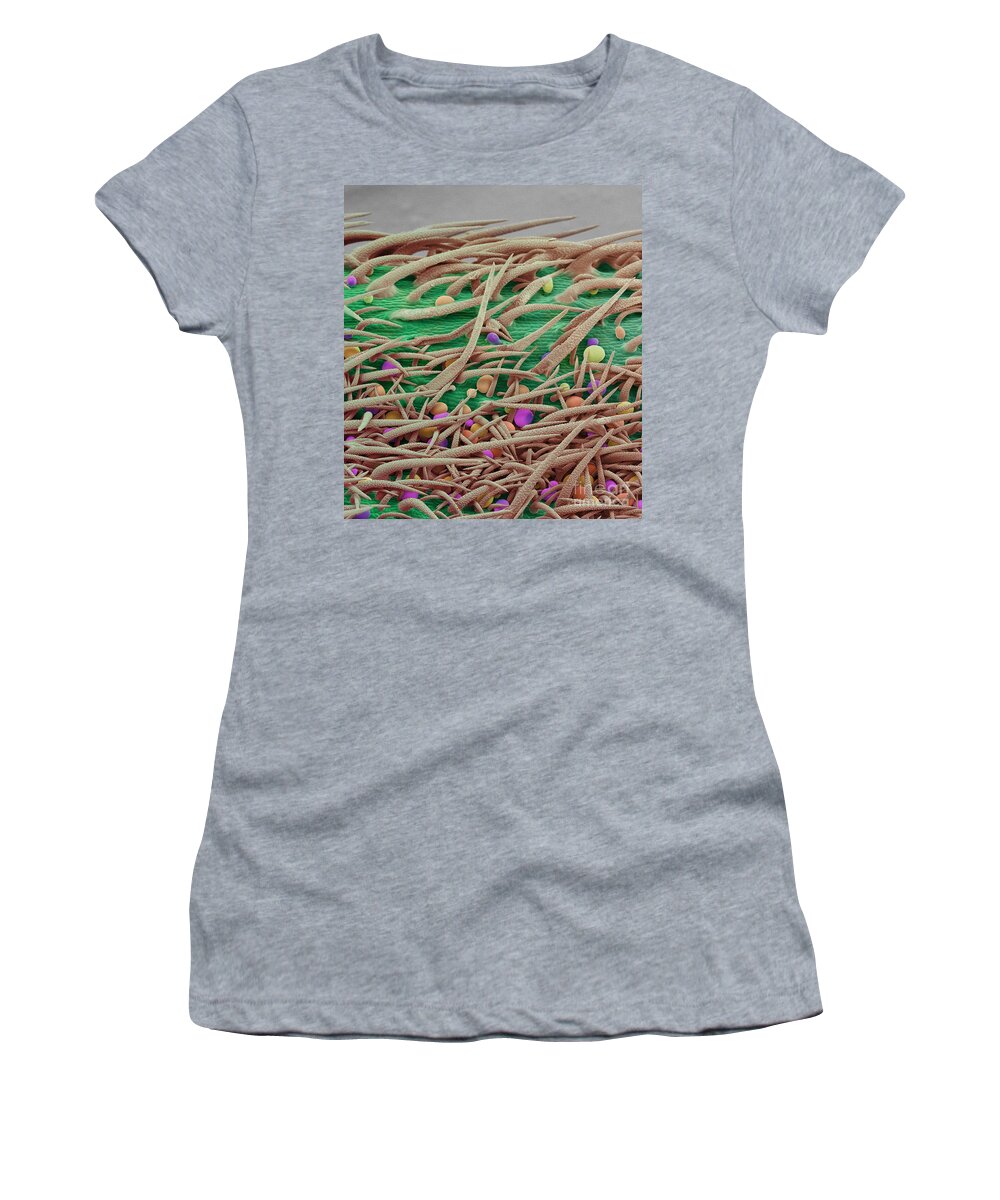 Biological Women's T-Shirt featuring the photograph Stem of Marijuana Plant, SEM #2 by Ted Kinsman