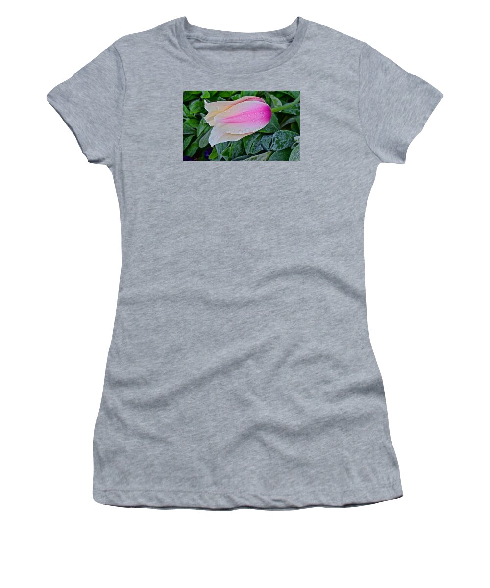 Tulips Women's T-Shirt featuring the photograph 2015 Spring at Olbrich Gardens Lily Tulip in the Rain by Janis Senungetuk