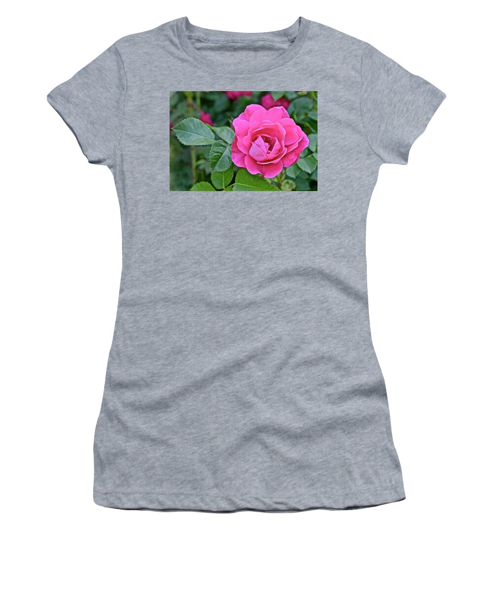 Rose Women's T-Shirt featuring the photograph 2016 Early June Rose 2 by Janis Senungetuk