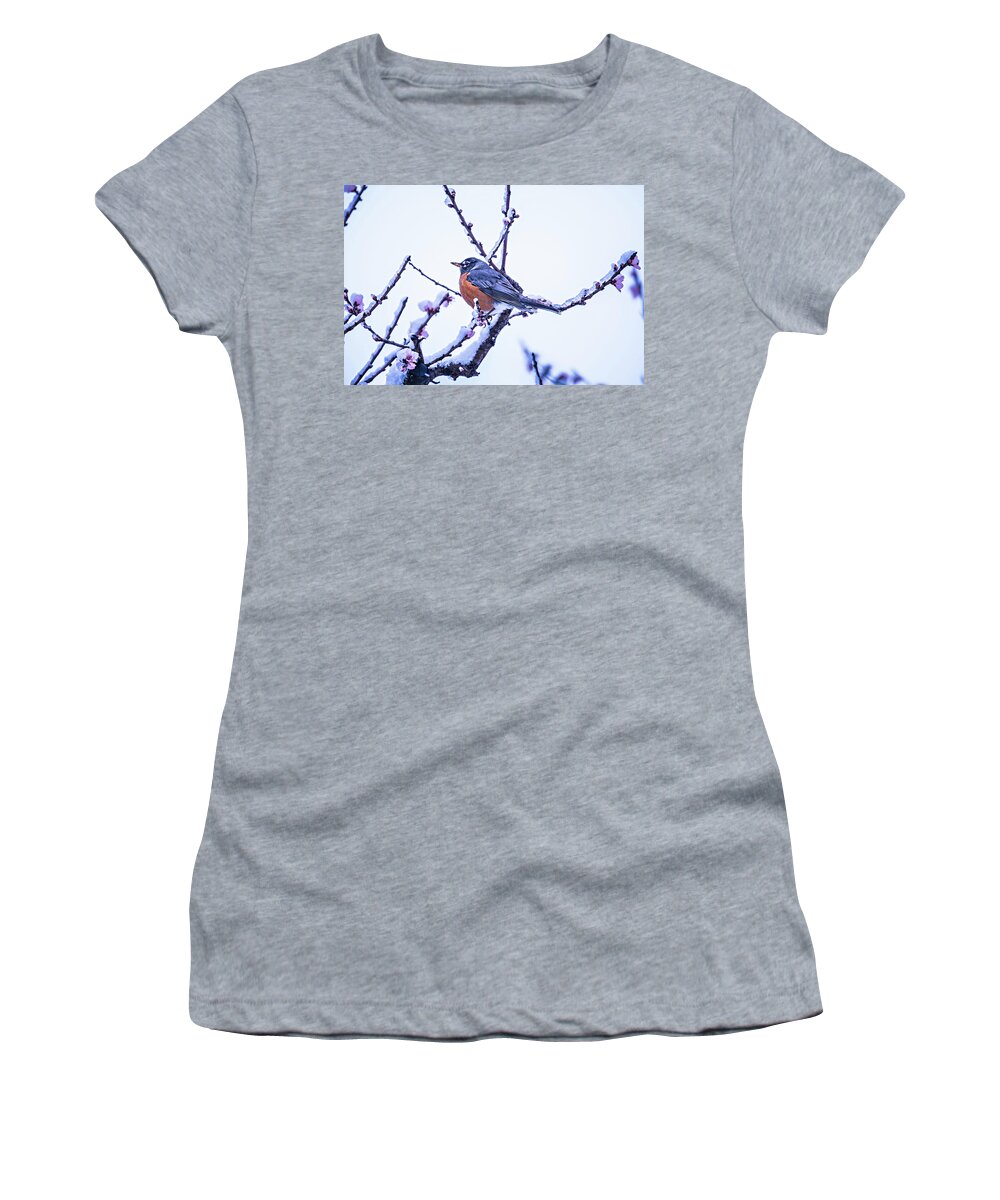 American Robin Women's T-Shirt featuring the photograph American Robin Perched On Blooming Peach Tree In Spring Snow #3 by Alex Grichenko