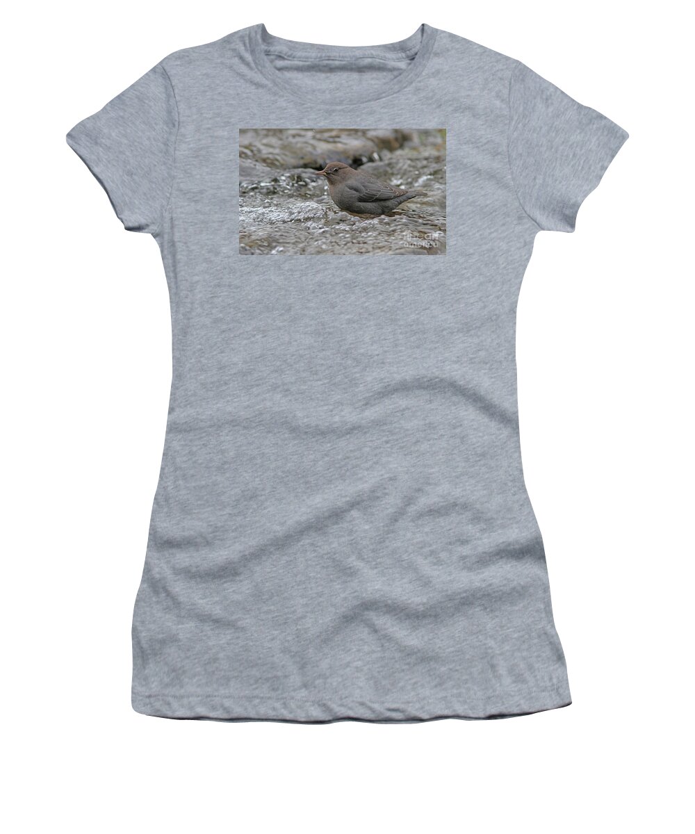 American Dipper Women's T-Shirt featuring the photograph American Dipper #4 by Gary Wing