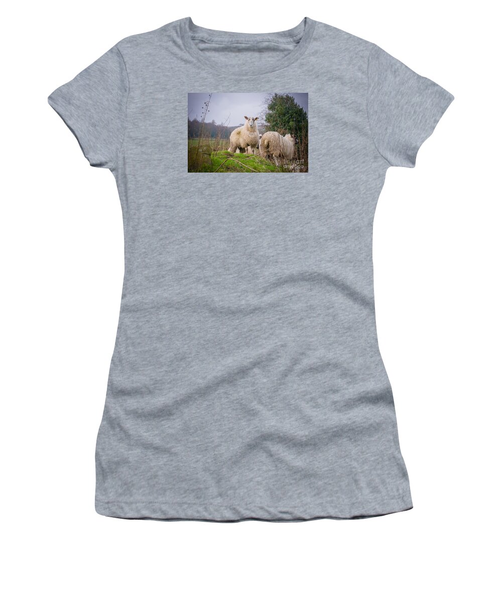 Blubberhouses Women's T-Shirt featuring the photograph Sheep by Mariusz Talarek