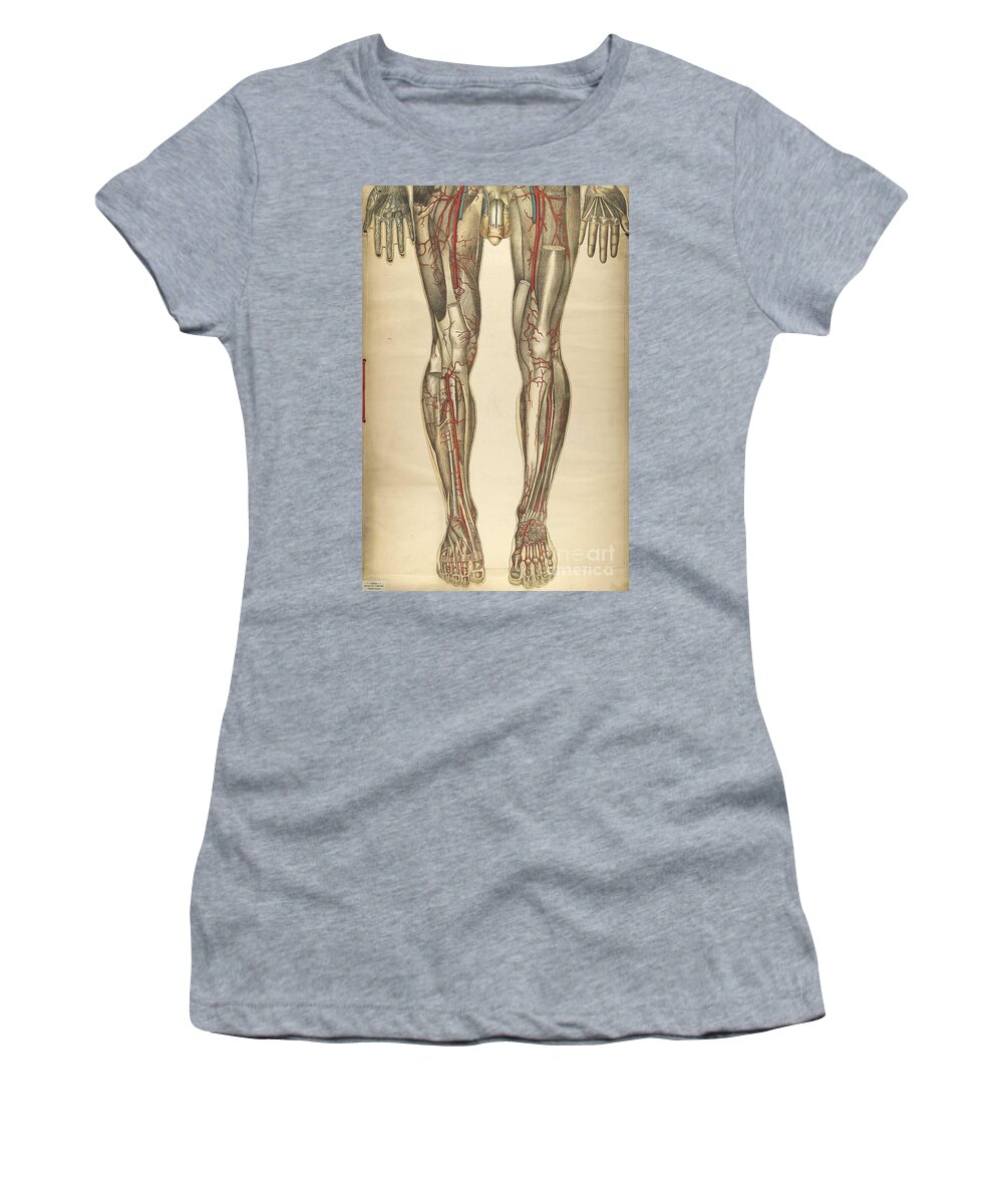 Science Women's T-Shirt featuring the photograph Le Corps Humain, Bougl, 1899 #7 by Science Source