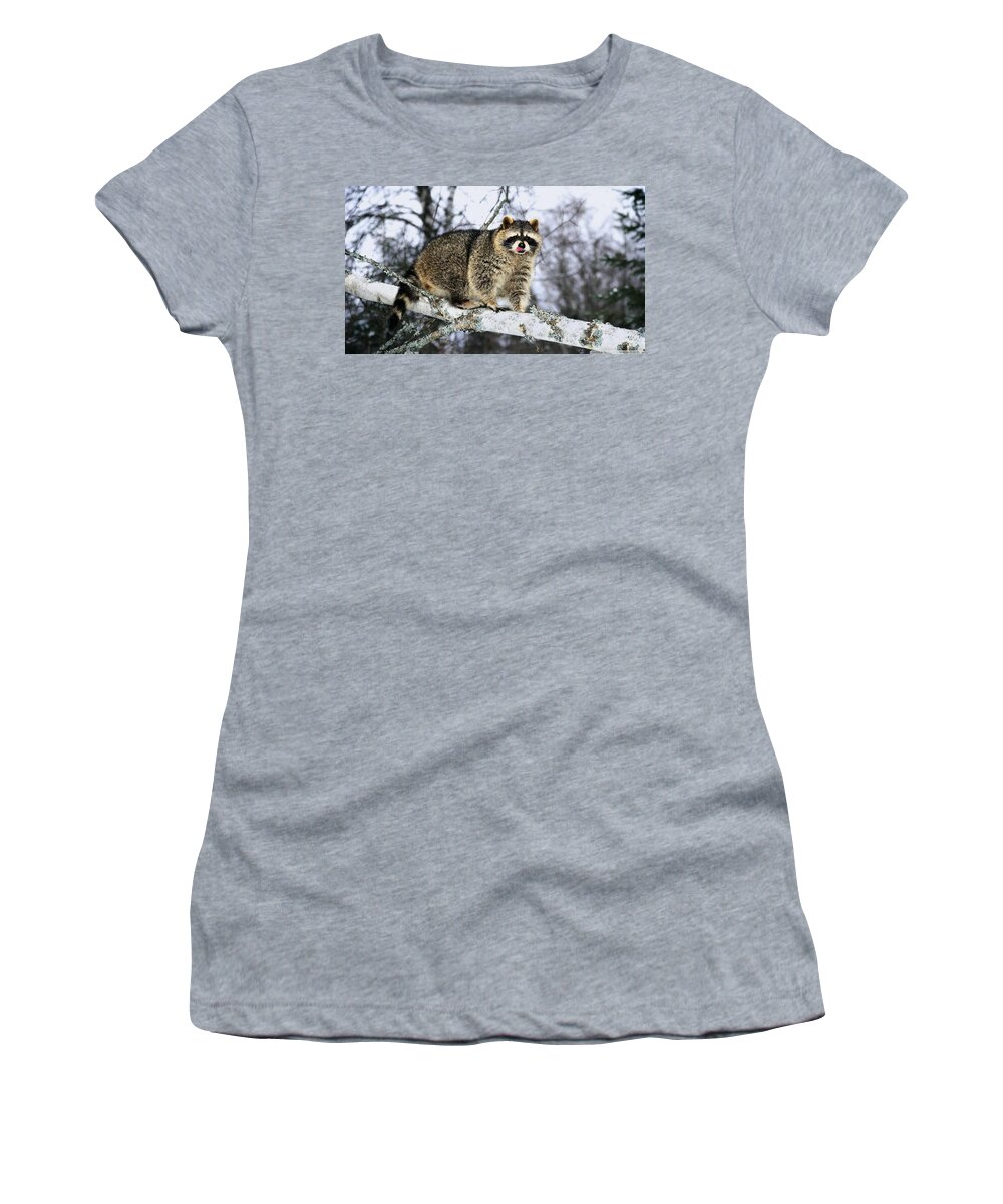 Raccoon Women's T-Shirt featuring the photograph Raccoon #7 by Mariel Mcmeeking