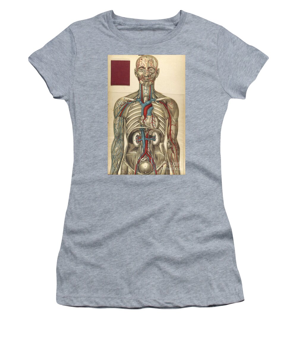 Science Women's T-Shirt featuring the photograph Le Corps Humain, Bougl, 1899 #8 by Science Source