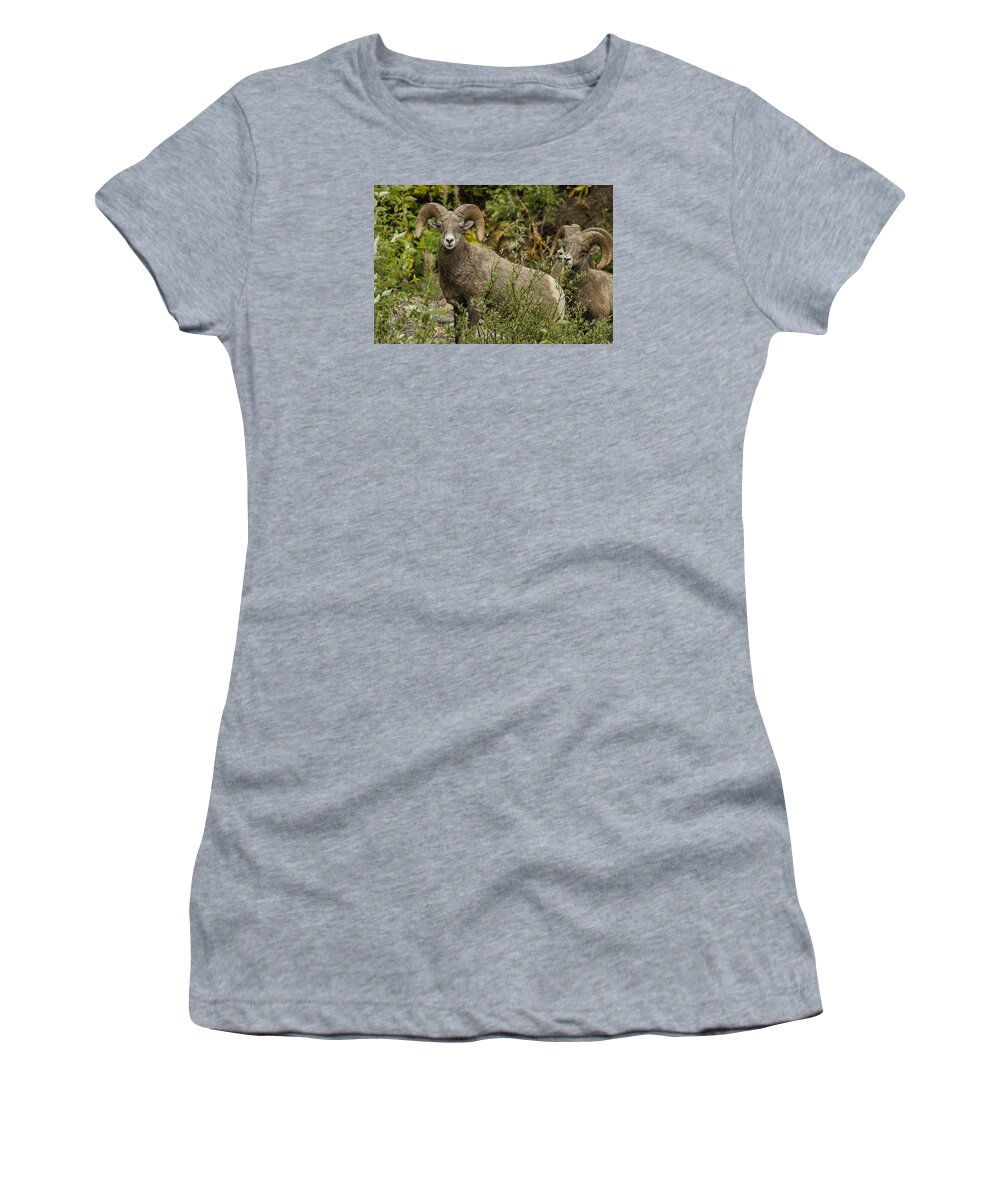 Rams Women's T-Shirt featuring the photograph A Leader Among Sheep by Belinda Greb