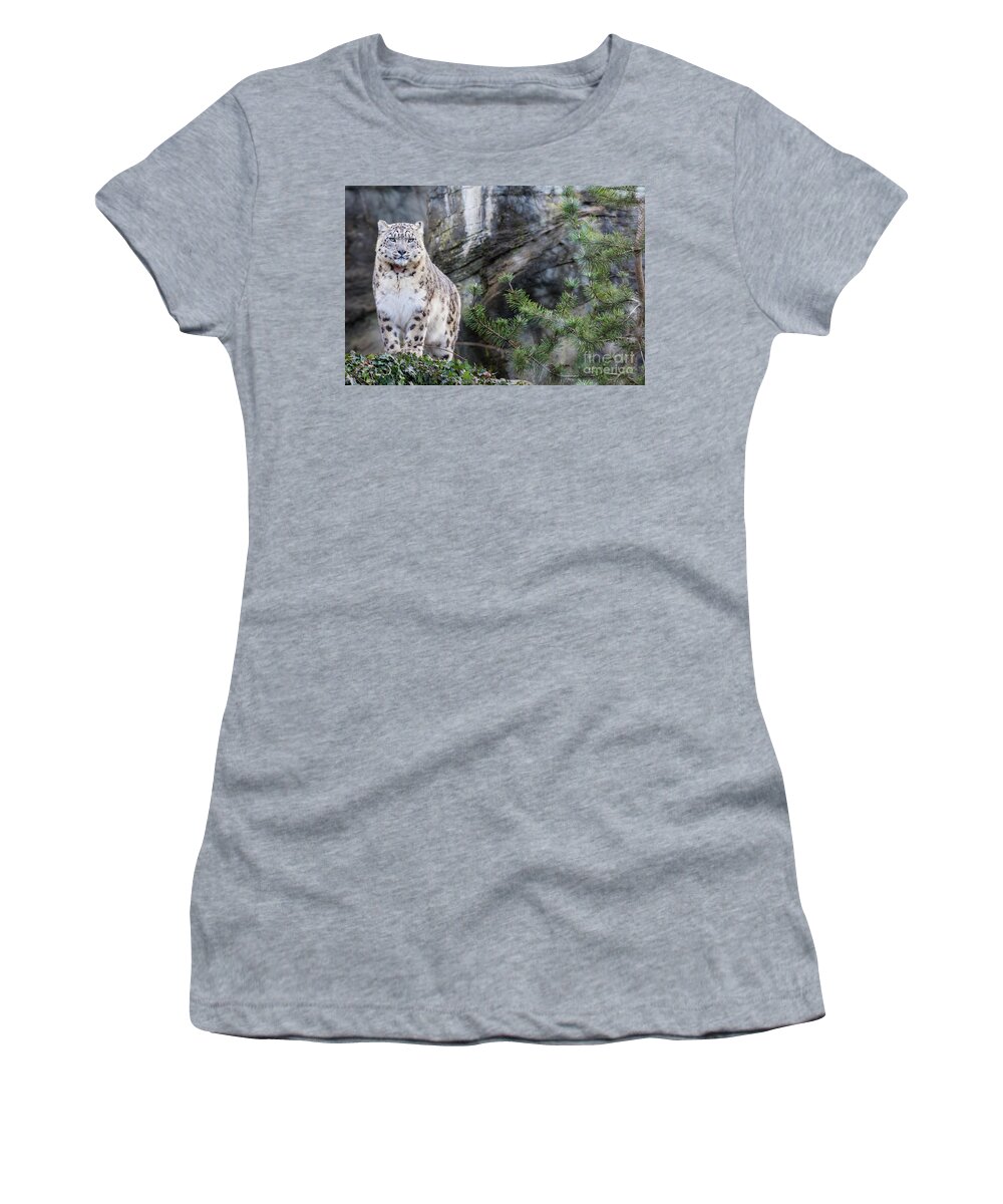 Snow Women's T-Shirt featuring the photograph Adult snow leopard standing on rocky ledge by Jane Rix