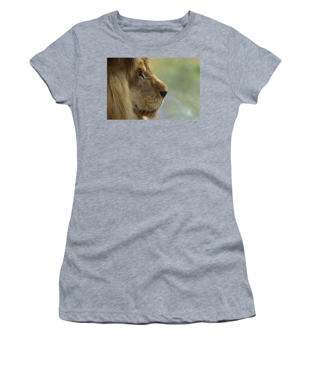 Mp Women's T-Shirt featuring the photograph African Lion Panthera Leo Male Portrait by Zssd