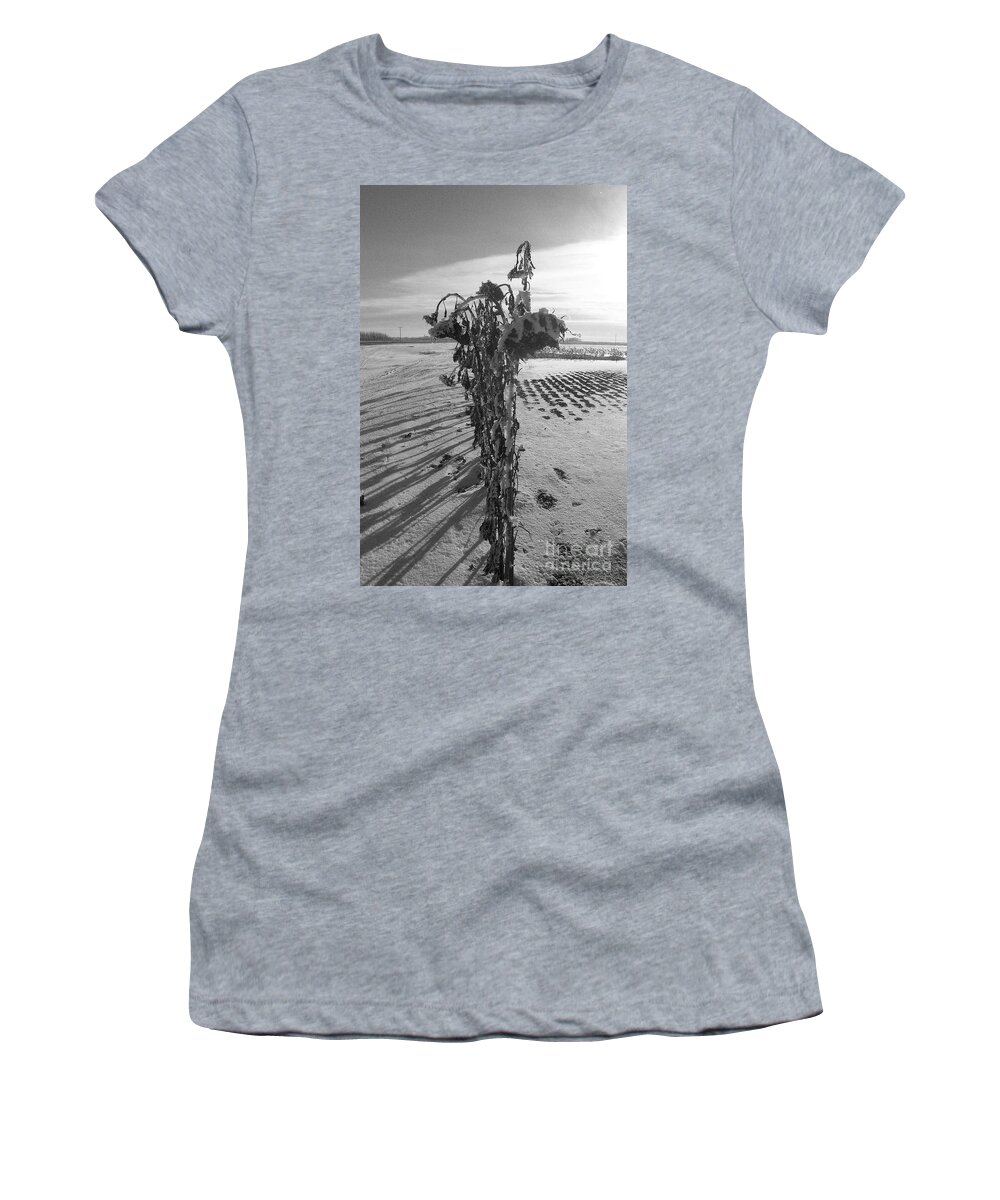 Sunflower Women's T-Shirt featuring the photograph All in a Row by Mary Mikawoz