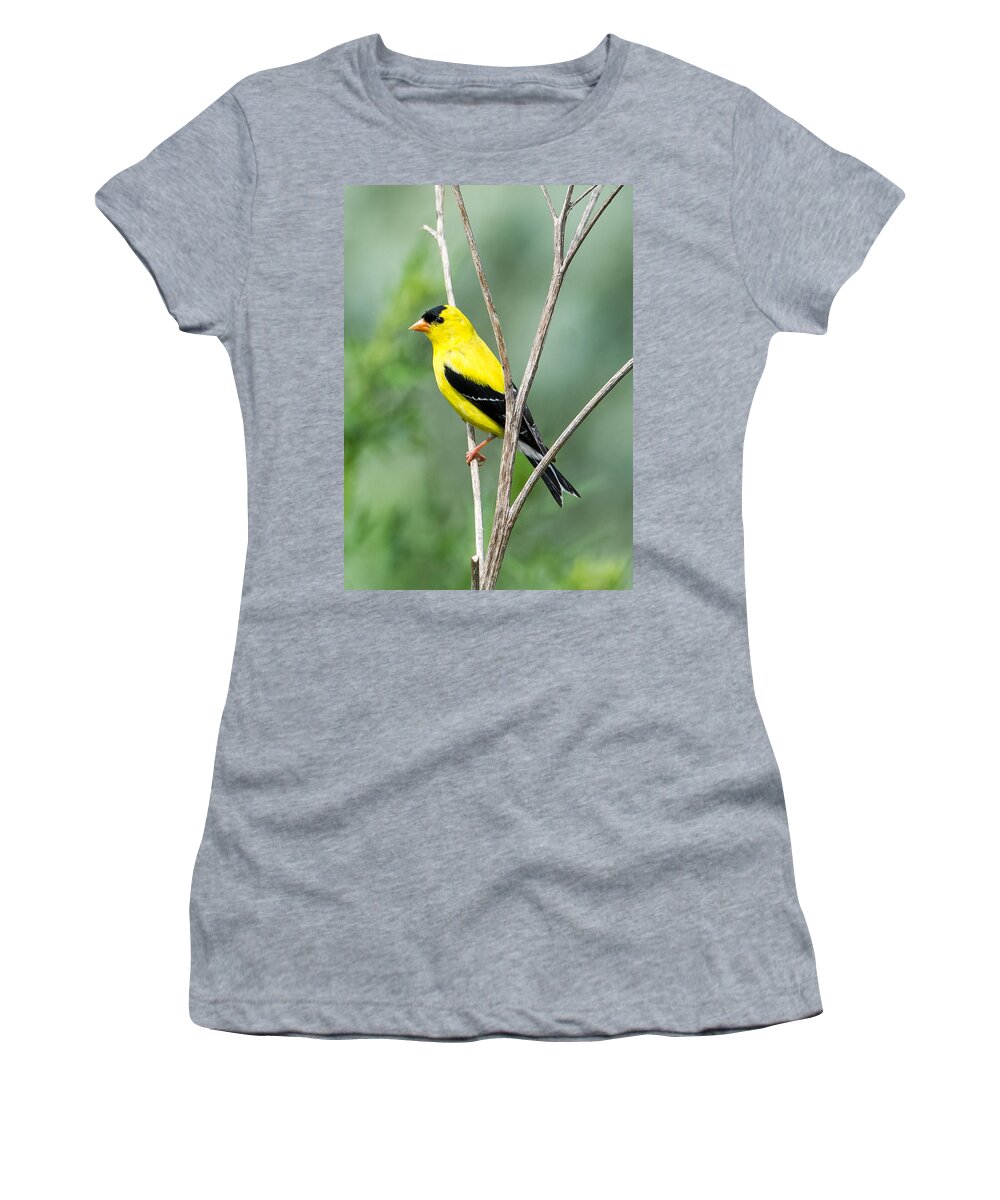 American Goldfinch Women's T-Shirt featuring the photograph American Goldfinch  by Holden The Moment