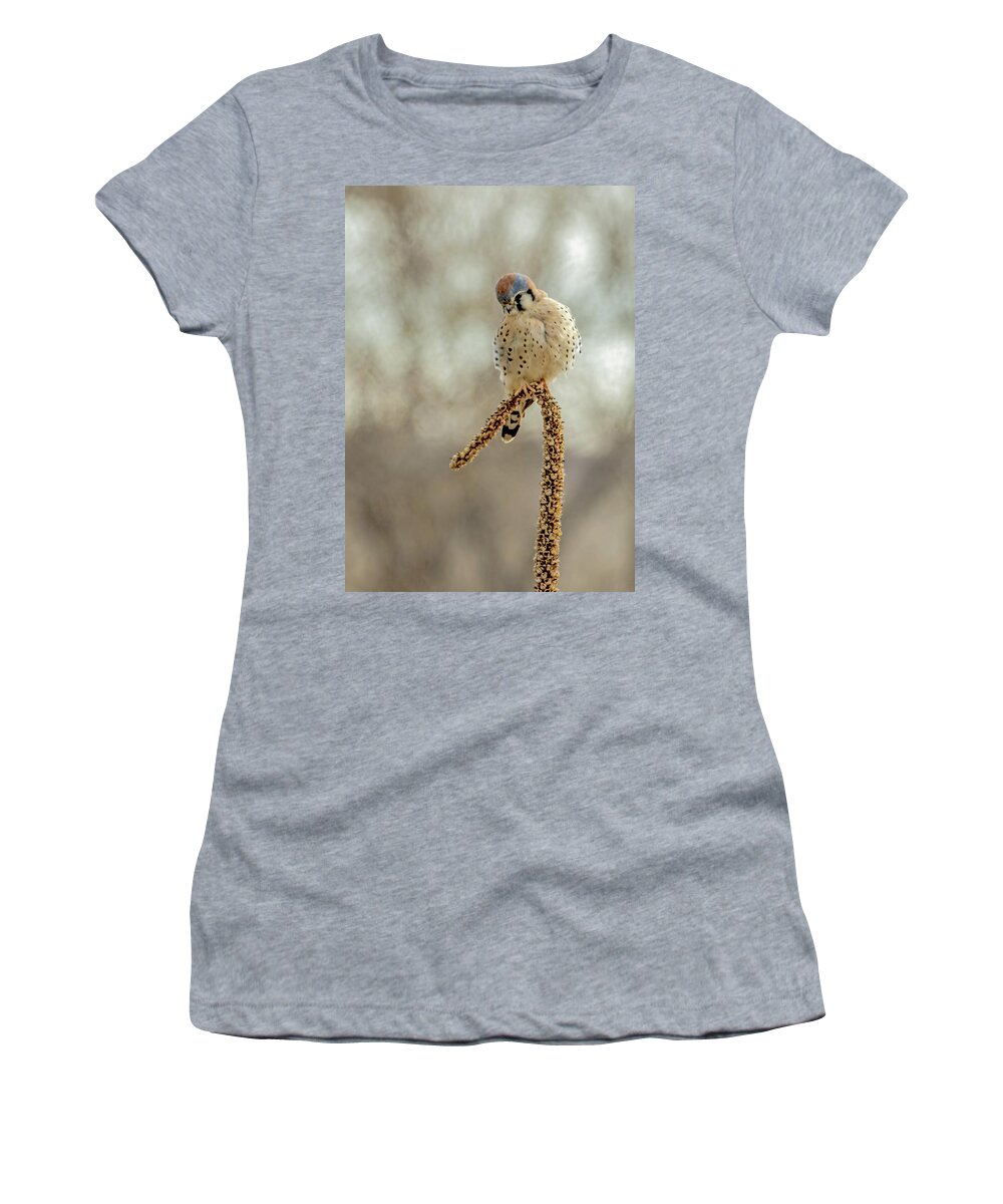 American Kestrel Women's T-Shirt featuring the photograph American Kestrel Male on Mullein by Dawn Key