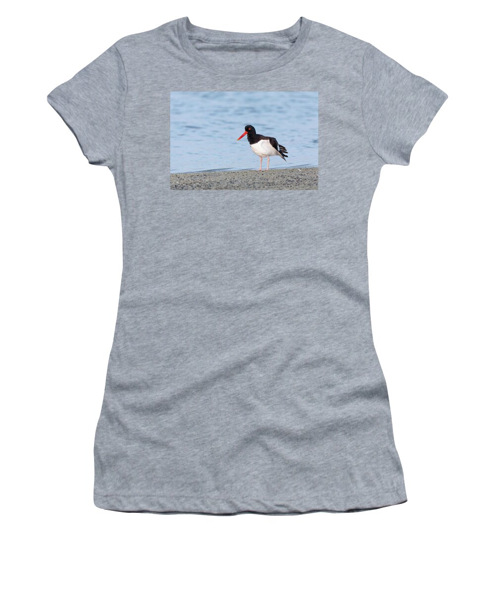 American Women's T-Shirt featuring the photograph American Oystercatcher by David Watkins