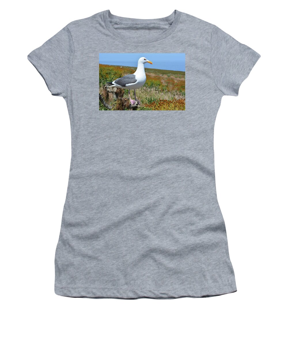 Channel Islands National Park Women's T-Shirt featuring the photograph Anacapa Island Seagull by Kyle Hanson