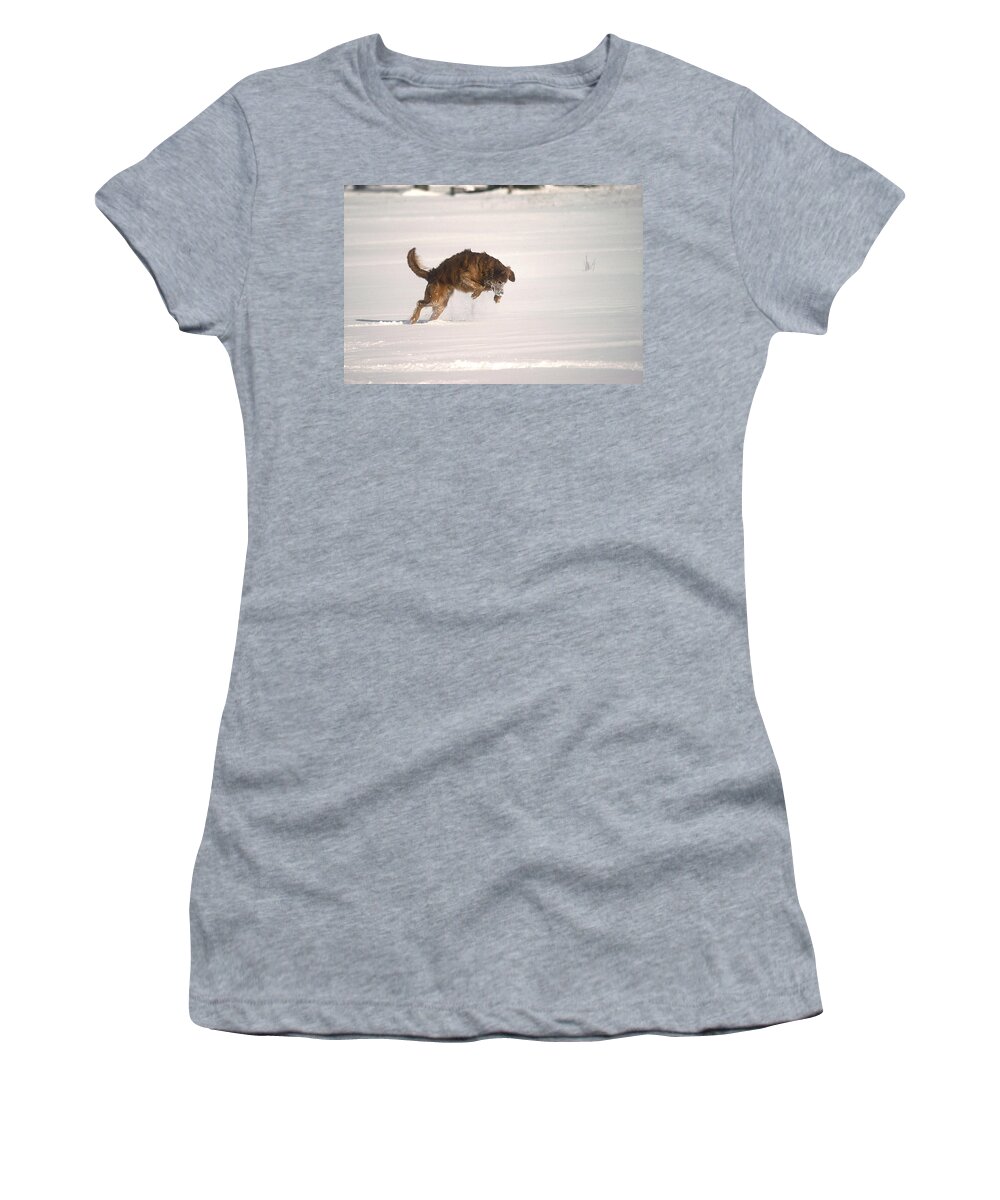 Golden Retriever Women's T-Shirt featuring the photograph Andy - On The Hunt by DArcy Evans